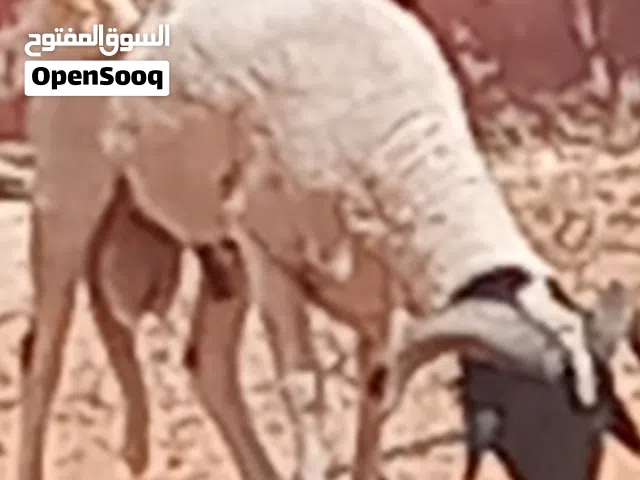 ثني الله يبارك ملو وعلو مفيش اي  عيب