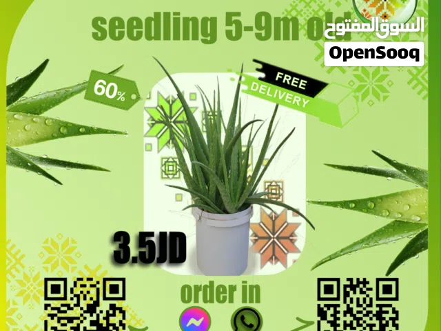 (Aloe Vera) شتلات الألوفيرا