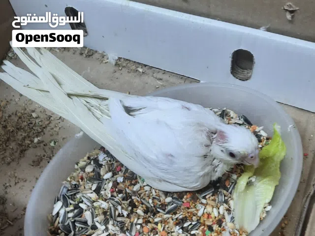 للبيع كوكتيل البينو