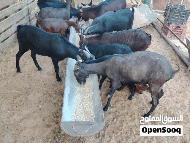 معيز مورسيانو للبيع معزة وكم فحل الكريمية