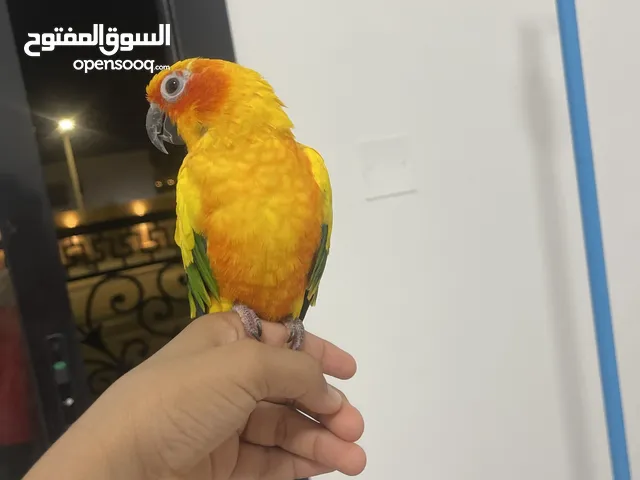 ممتاز وايد