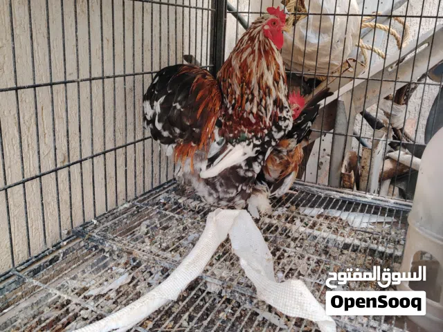 زوز فراريج استرالي وكيني