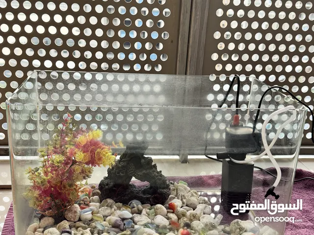 Fish tank with decorative items