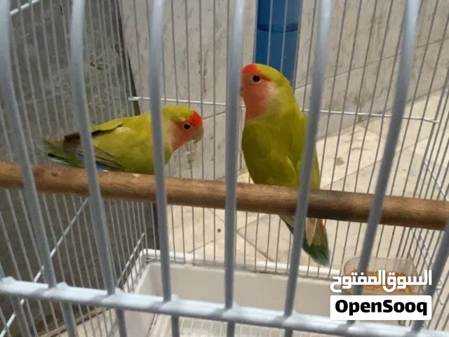 السلام عليكم بيعه سريعه