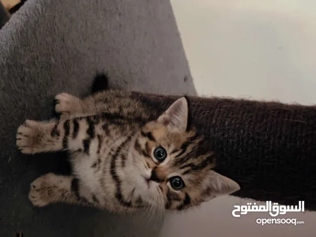 قطط بريتش شورت هير ny12 جنجله و فصيله ممتازة ...و قطط تابي العمر شهر و نص بريتش شورت هير