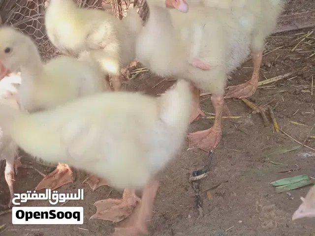 بطوط زقار لعدد 6