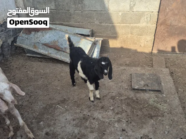 تيس اموره طيبه