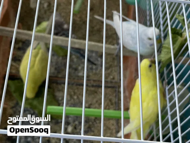 طيور بادجي مع بيضهم والقفص عدد اربع