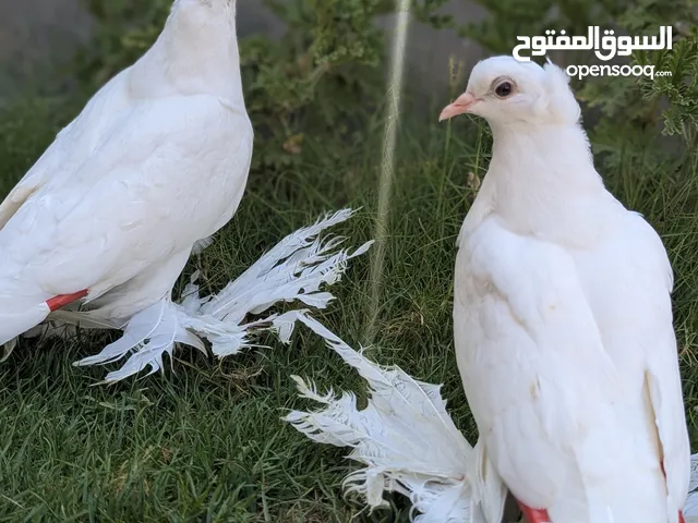 متاح حضان اسباني اقرأ الوصف بارك الله فيك