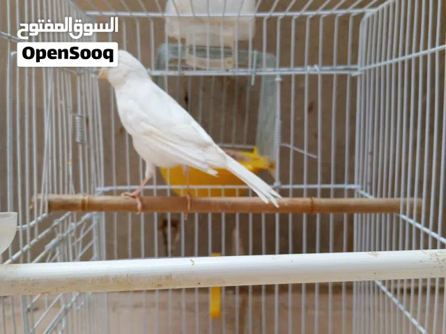 نتابه كناري ربي يبارك