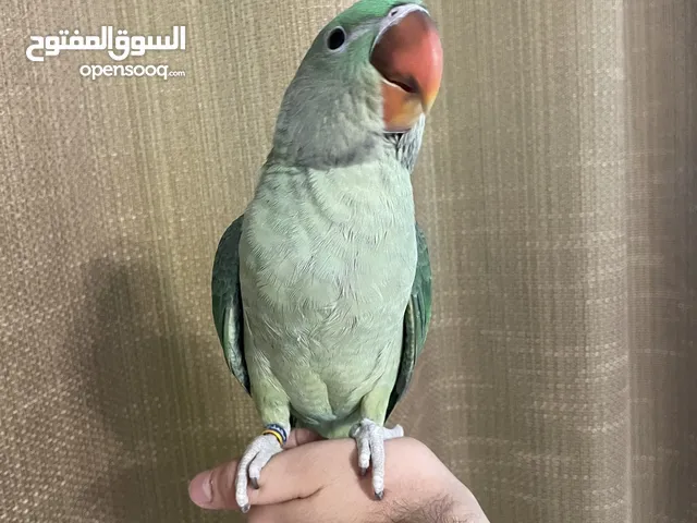 البيع بيبي متو نيبالي فروخ نهاية عس ربوه