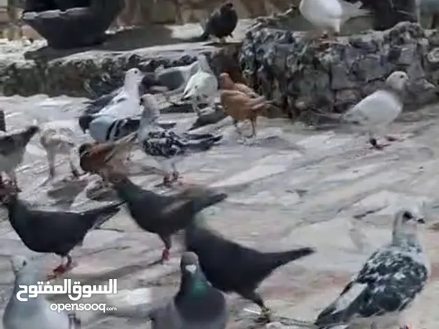 كوم حمام للبيع بسعر حرق