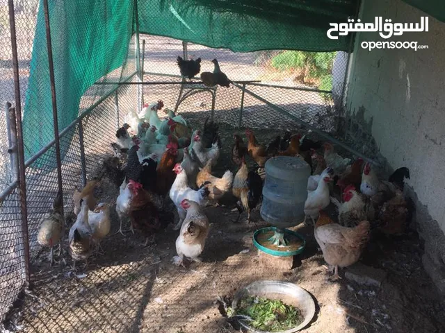 دجاج محلي على فرنسي بشاير بيض