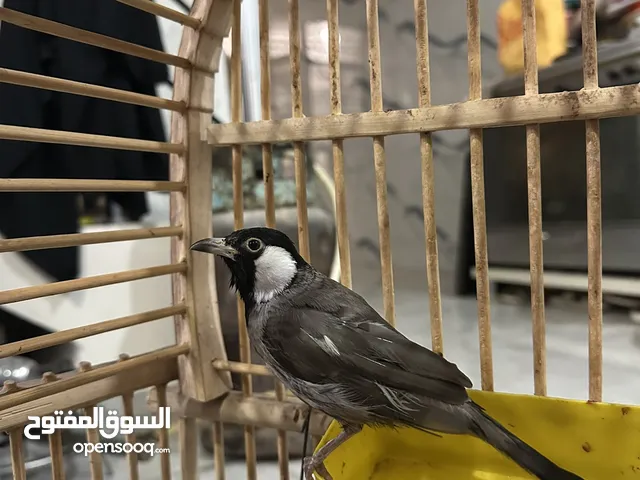 بلابل للبيع