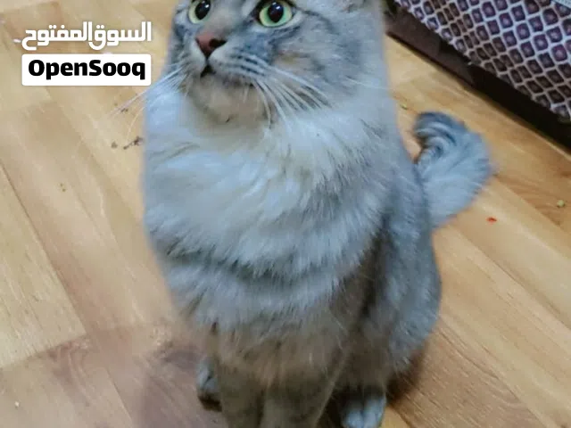 قطط ذكر لون رمادي مدرب لكلشي