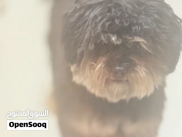 name is tobi