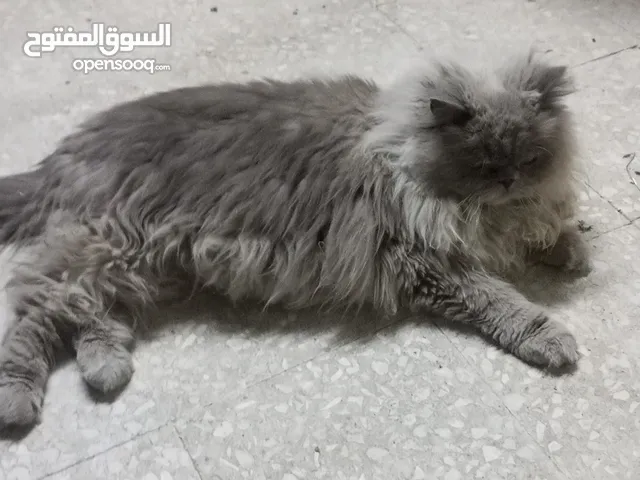 قطه فوكس هادئه بتسمع الكلام للبيع