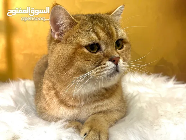 cat scotch street golden NY11