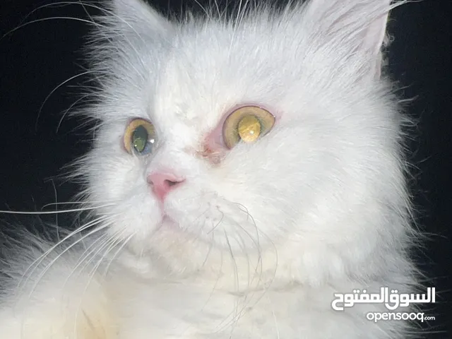 قطط اربعه ام وثلاث صغار اناث اثنين وذكر واحد