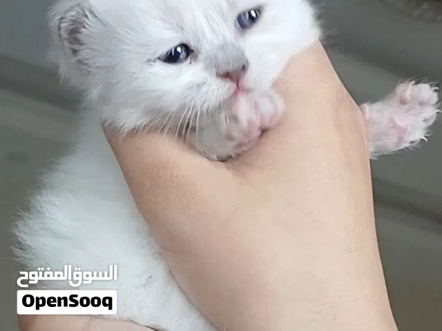 قطط هملايا بيور للبيع وللحجز