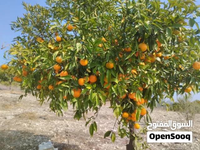 ارض للبيع في الدروقيات