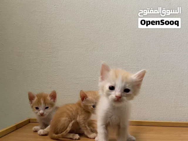 قطط صغيرة و اليفه للبيع