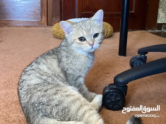 قط سكوتش فولد ستريت قولد مع كامل اغراضه