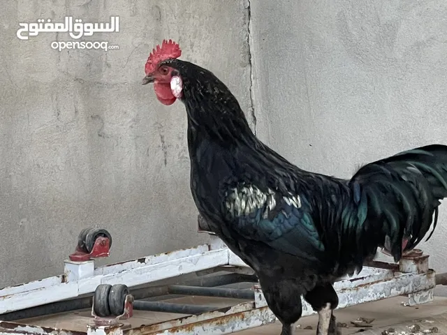 فروج للبيع ...