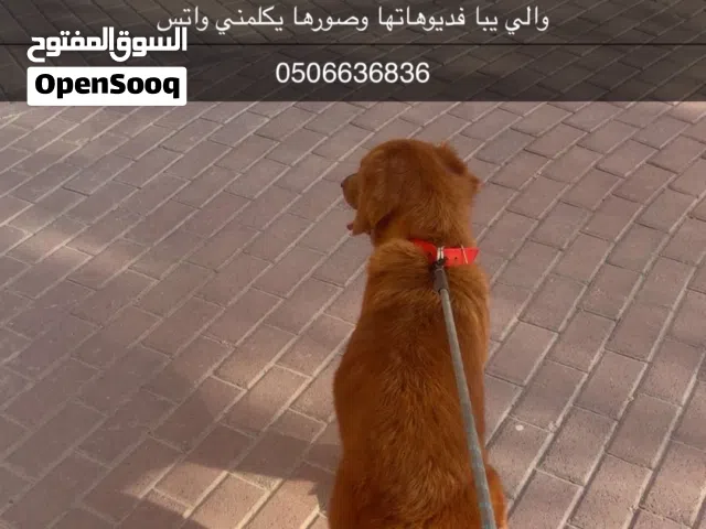 بيعه مستعجلله