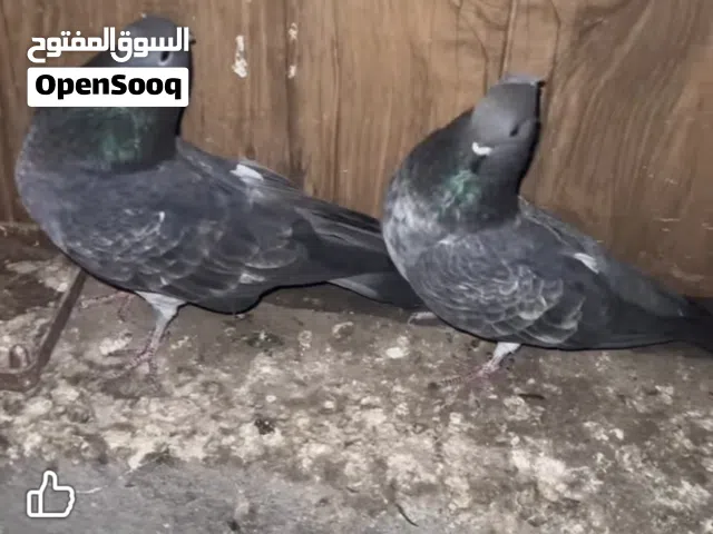 طيور تور حباري كسرة ورعشة مفولات مشروطات