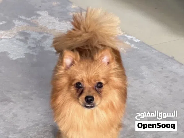 كلب عمره سنه