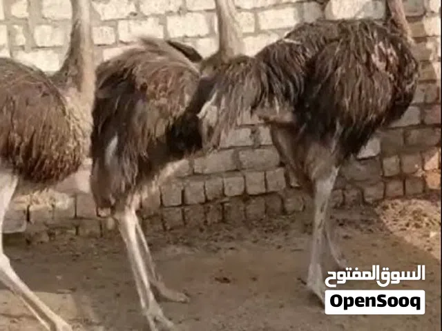 نعام افريقي