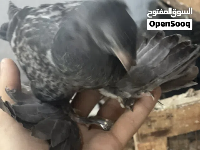 ذكر قشور انتاج