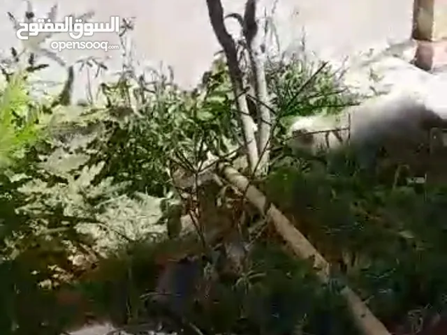تينويتيزيتتب