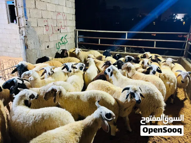 السلام عليكم يوجد اضاحي عيد