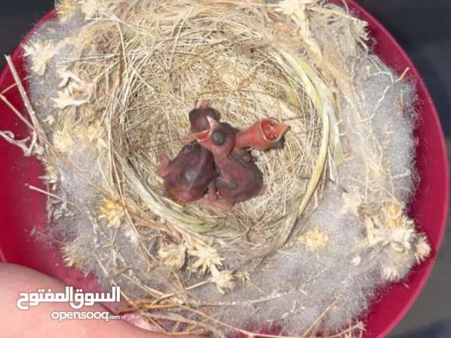 متوفر 3 حبات بلبل سهل التربيه وسهل الزق اليدوي للبيع او للبدل على حبه اليفه جرين شيك.