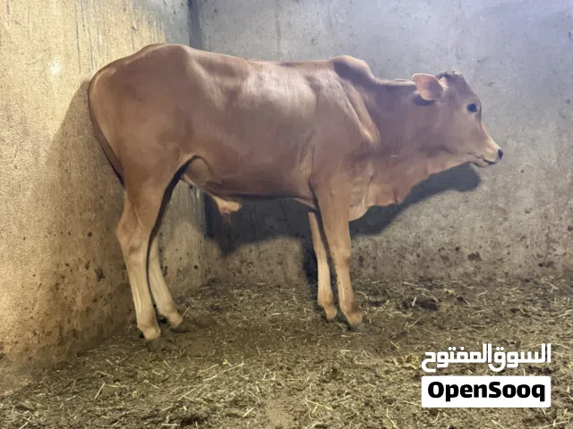 عجل فول سمنه