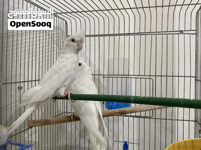 كوكتيل البينو جوز شغال