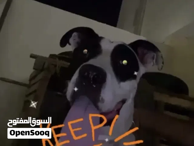 انثى بيتبول اليفه