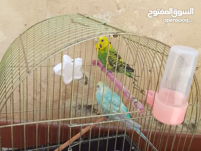 السلام عليكم موجود طرفين بادجي مش متراومين الدكر منتج قبل السعر 100 بلقفص
