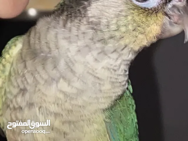 للبيع – ببغاء جرين شيك كنيور بسعر ممتاز