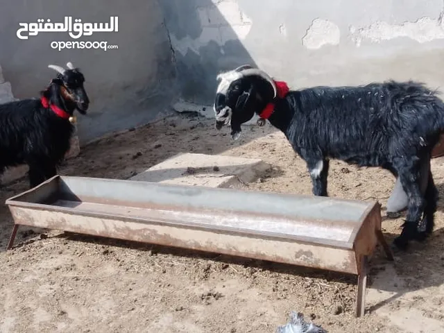 4معزا كفالة حليب 3خمسيات وحده جميع