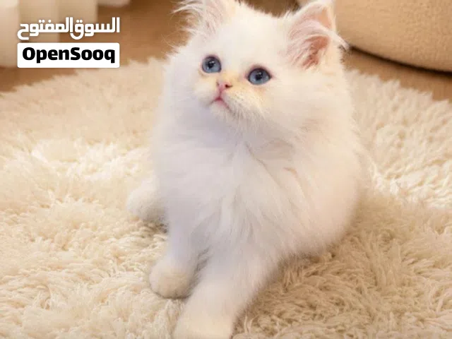 قطط هملايا عمر شهرين