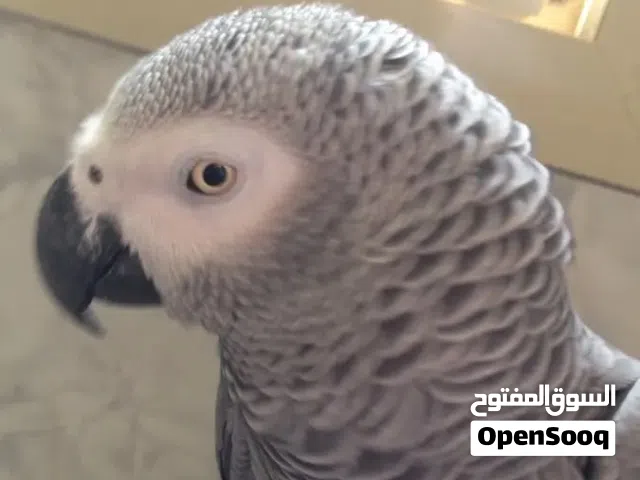 للبيع ببغاء زنجباري صيد حجم وصحة ما شاء الله ريش متستف باقي في وصف