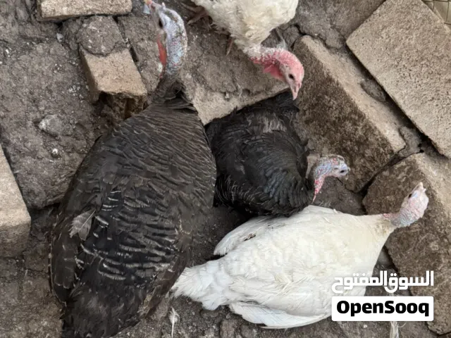 حبش راقد للبيع
