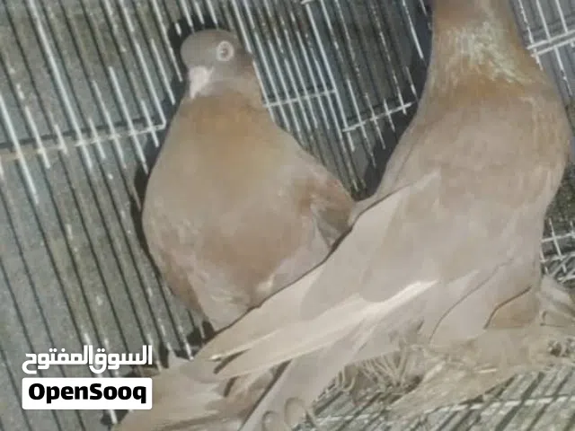 جوز شكلاب اسباني كيف افتح خوت في العش