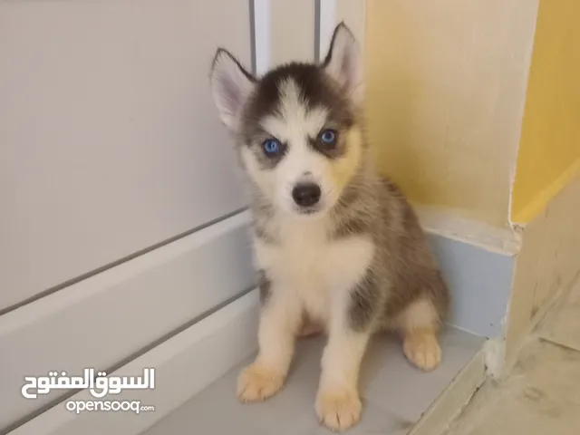 جرو هاسكي بيور للبيع