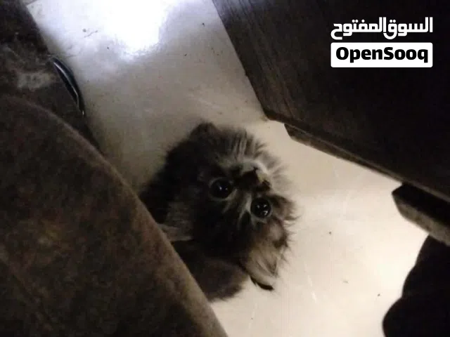 قطة كيتن للبيع