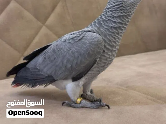 كاسكو فرخ انتاج محلي ثلجي