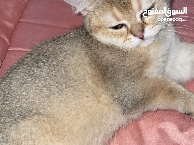 قطط سكوتش فولد 3 اناث وذكرين